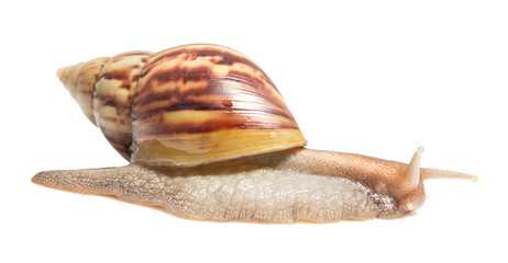 Snail isolated on white background.