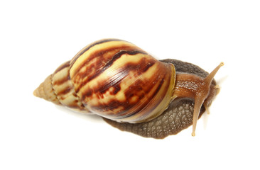 Snail isolated on white background.