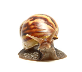 Snail isolated on white background.