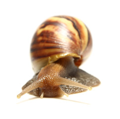 Snail isolated on white background.