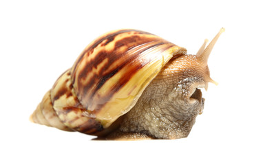 Snail isolated on white background.