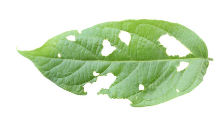 Obraz premium Leaf with holes, eaten by pests.
