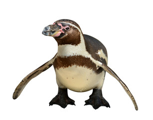 Fototapeta premium penguin isolated on white background