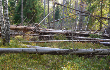 Landscape. Windbreak5.