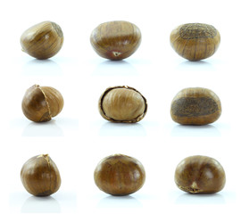 Chestnut on white background.