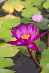 Dew on a lotus flower with lotus bud in the background