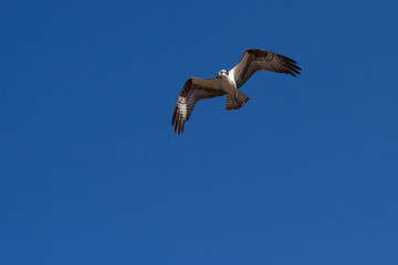 osprey in flight