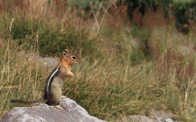 Chipmunk