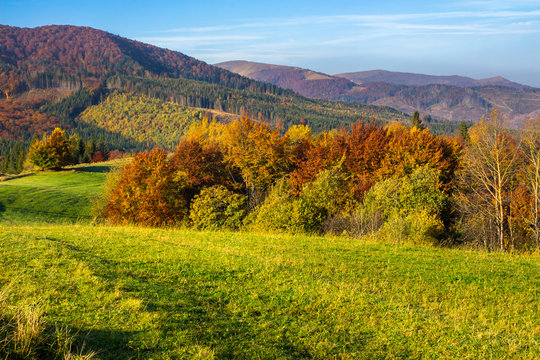 trees on autumn meadow in mountains