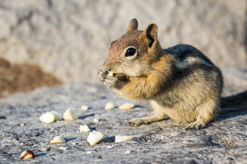 chipmunk close up