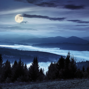 forest over foggy valley in autumn mountains at night