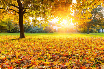Obraz premium Sunny autumn park
