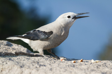 Clark's Nutcracker Nucifraga columbiana