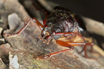 Tragosoma depsarium on pine wood