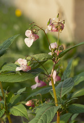 Policeman's Helmet, Impatiens glandulifera