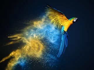Foto auf Acrylglas Papagei Fliegender Ara-Papagei über bunter Pulverexplosion