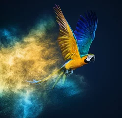  Vliegende Ara-papegaai over kleurrijke poederexplosie © Nejron Photo