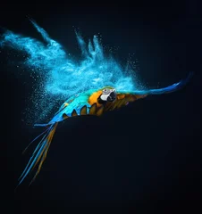 Foto op Plexiglas Flying Ara parrot over colourful powder explosion © Nejron Photo