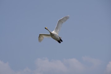 飛翔する白鳥