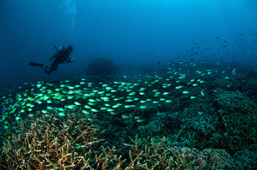 Schooling fish in Gili, Lombok, Nusa Tenggara Barat underwater