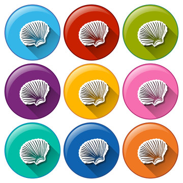 Buttons with seashells