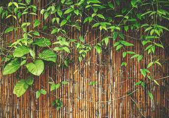 plante sur bambou