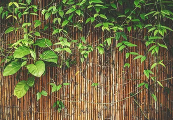 Foto op Plexiglas Bloemenwinkel plant op bamboe