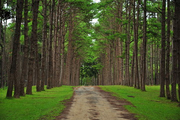 Pine Tree Forests in Autumn Season