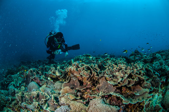Diver swimming in Gili, Lombok, Nusa Tenggara Barat underwater