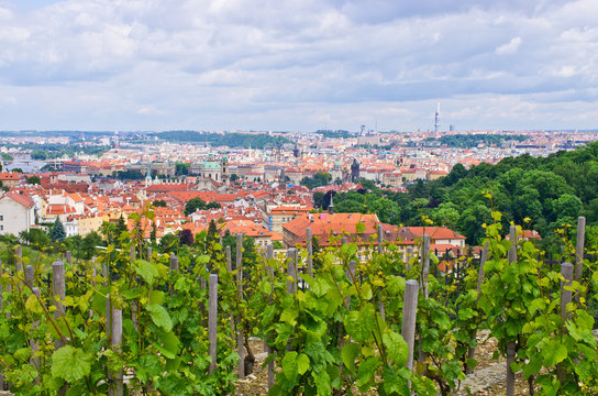 Vineyard in Prague near Hradcany hill, Czech Republic