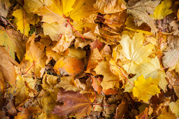 background leaves