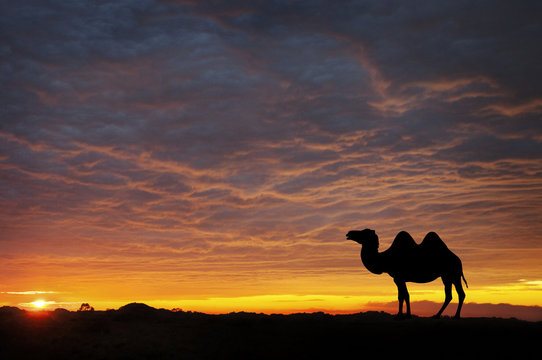 Camel at sunset