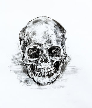 Drawing black and white of  human skull