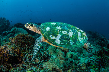 Naklejka na ściany i meble Hawksbill Turtle in Gili Lombok Nusa Tenggara Barat underwater