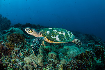 Obraz na płótnie Canvas Hawksbill Turtle in Gili Lombok Nusa Tenggara Barat underwater