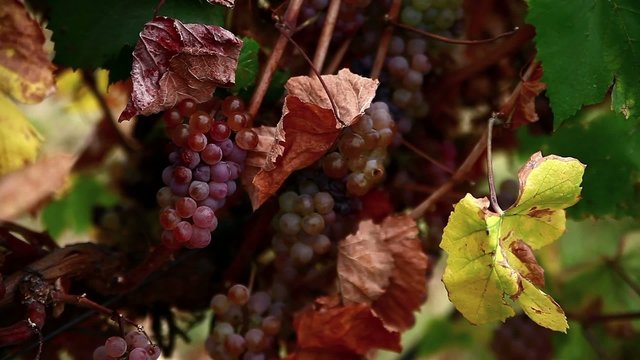 pink grapes in the vineyard