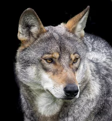 Zelfklevend Fotobehang Wolf wolvenportret