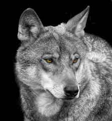 portrait de loup