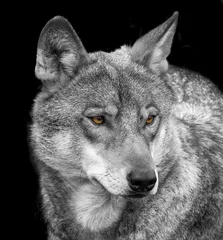 Photo sur Aluminium Loup portrait de loup