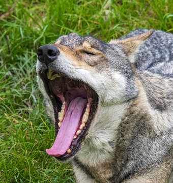 wolf portrait with open mouth