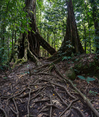 Forest trail in Guadeloupe