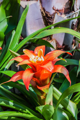 Bromeliad simulated  tropical forest