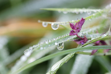 morning dew drops on grass and flower closeup