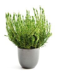 Calluna vulgaris gefärbt