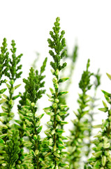 Calluna vulgaris gefärbt