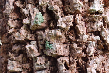 Fototapeta premium Tree Fungus