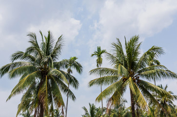 Fototapeta na wymiar Palm trees with coconut on the beach