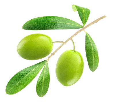 Isolated olive. Two green olives on a branch with leaves  isolated on white background, with clipping path