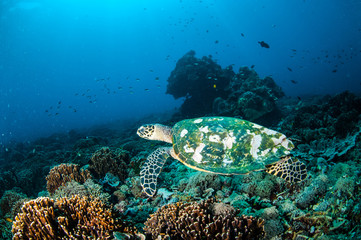 Naklejka na ściany i meble Hawksbill Turtle in Gili Lombok Nusa Tenggara Barat underwater