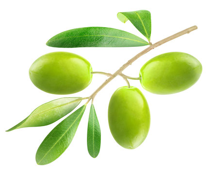 Isolated olive. Branch with three green olives isolated on white, with clipping path